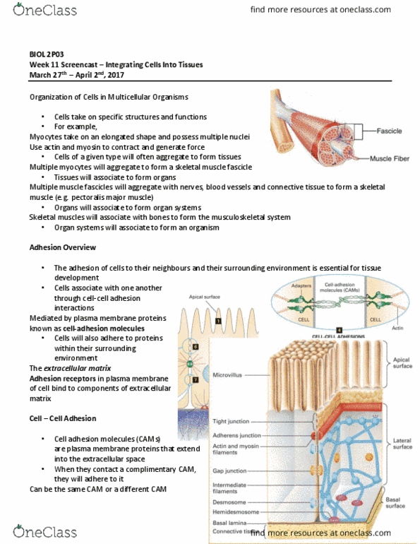 BIOL 2P03 Lecture Notes - Lecture 11: Pectoralis Major Muscle, Muscle Fascicle, Cell Adhesion Molecule thumbnail