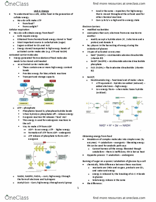 BIOL130 Lecture Notes - Lecture 3: Nicotinamide Adenine Dinucleotide Phosphate, Exergonic Reaction, Acetyl-Coa thumbnail