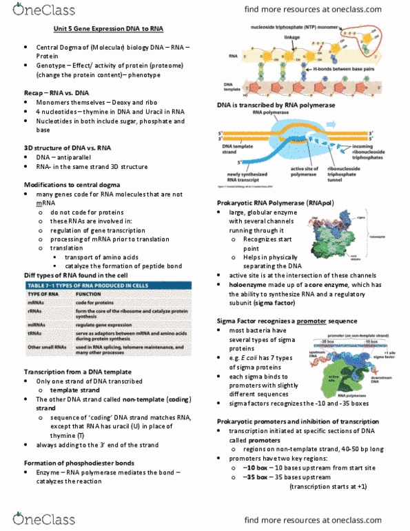 BIOL130 Lecture Notes - Lecture 4: Tata-Binding Protein, Rna Splicing, Tata Box thumbnail