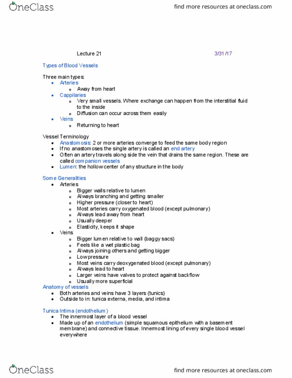 CAS BI 106 Lecture Notes - Lecture 21: Tunica Intima, Tunica Externa, Simple Squamous Epithelium thumbnail