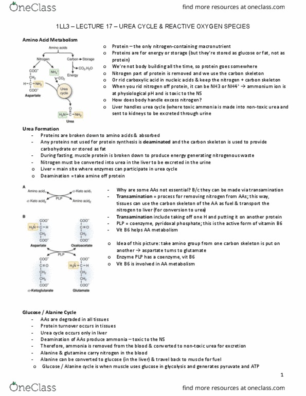 HTHSCI 1LL3 Lecture Notes - Lecture 17: Superoxide, Glutathione, Glutamate Dehydrogenase thumbnail