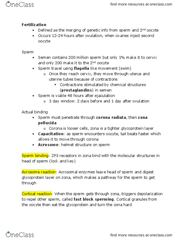 KINESIOL 1A03 Lecture Notes - Lecture 18: Umbilical Vein, Embryonic Disc, Bone Marrow thumbnail