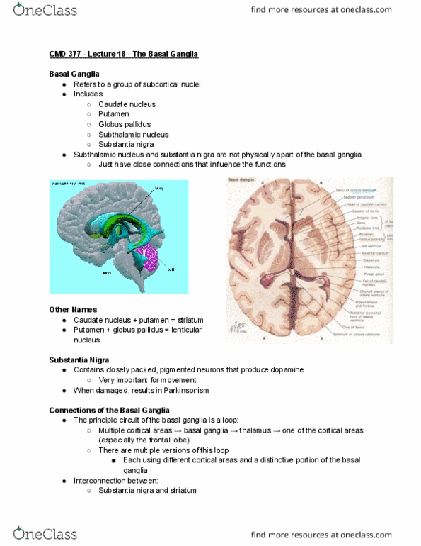 CMD 377 Lecture Notes - Lecture 18: Subthalamic Nucleus, Athetosis, Caudate Nucleus thumbnail