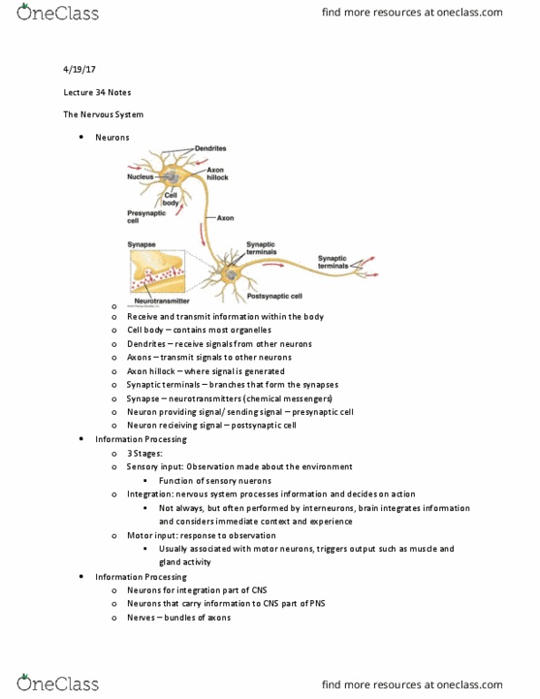 BIOL 2200 Lecture Notes - Lecture 35: Melatonin, Nerve Net, Hypothalamus thumbnail