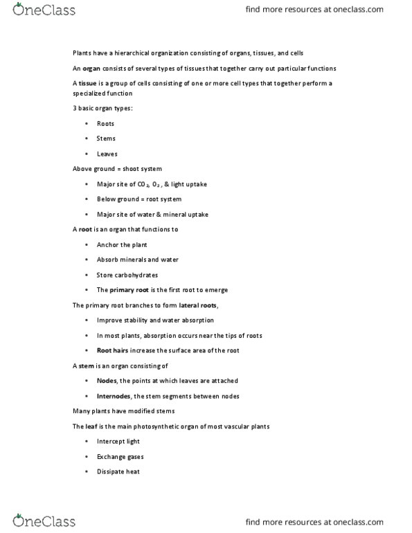 BSC 196 Lecture Notes - Lecture 21: Phloem, Parenchyma, Pith thumbnail