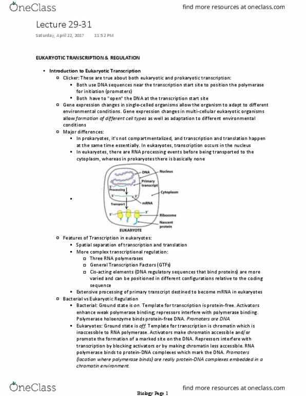 Biology And Biomedical Sciences BIOL 2960 Lecture Notes - Lecture 29: Transcription Factor Ii D, Tata-Binding Protein, Atp Hydrolysis thumbnail