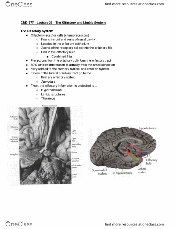 document preview image