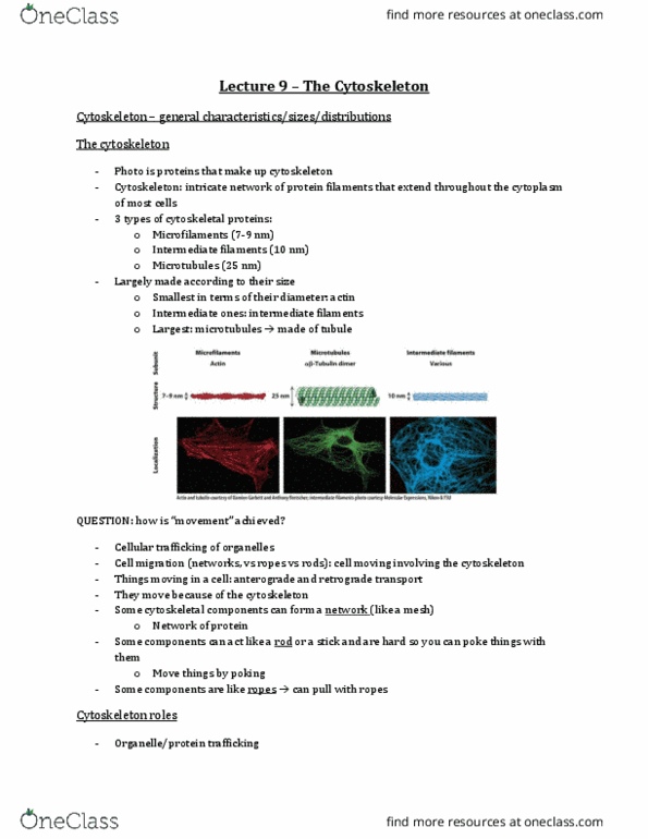 Biology 2382B Lecture Notes - Lecture 9: Cell Membrane, Chemotherapy, Exocytosis thumbnail