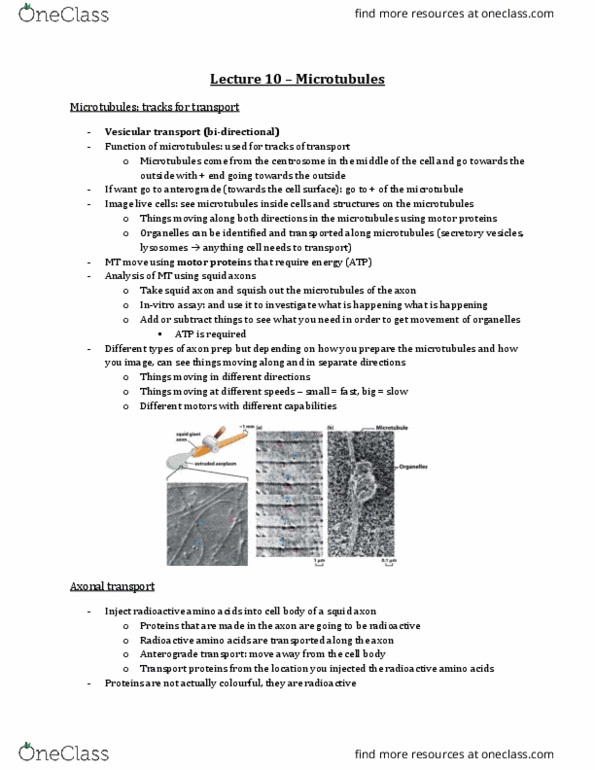 Biology 2382B Lecture Notes - Lecture 10: Interphase, Actomyosin Ring, Telophase thumbnail