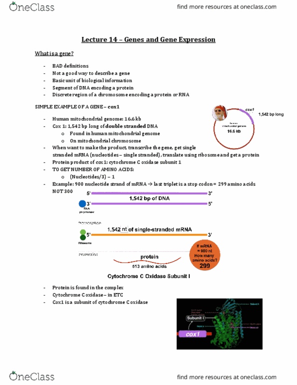 Biology 2581B Lecture Notes - Lecture 14: Selaginella, Plasmodium, Heterochromatin thumbnail