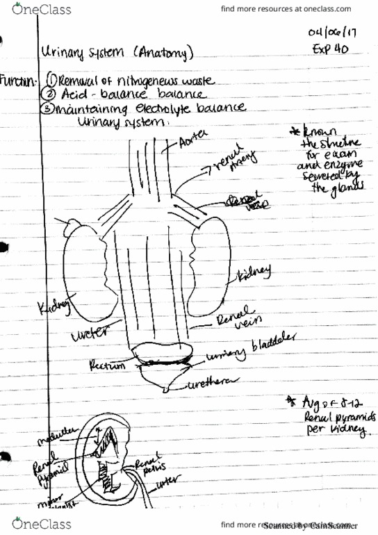 BIOL 1144 Lecture 24: anatomy lab_3 thumbnail