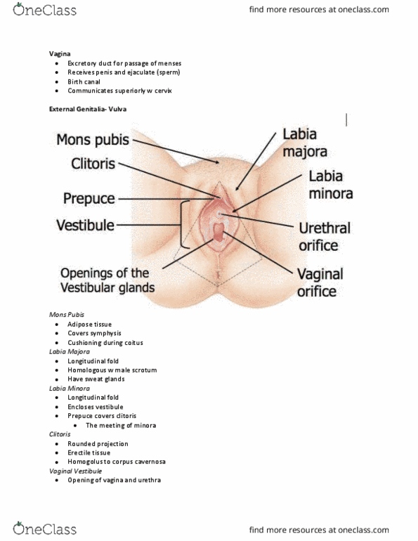 Kinesiology 3222A/B Lecture Notes - Lecture 26: Oogonium, Oogenesis, Corpus Luteum thumbnail