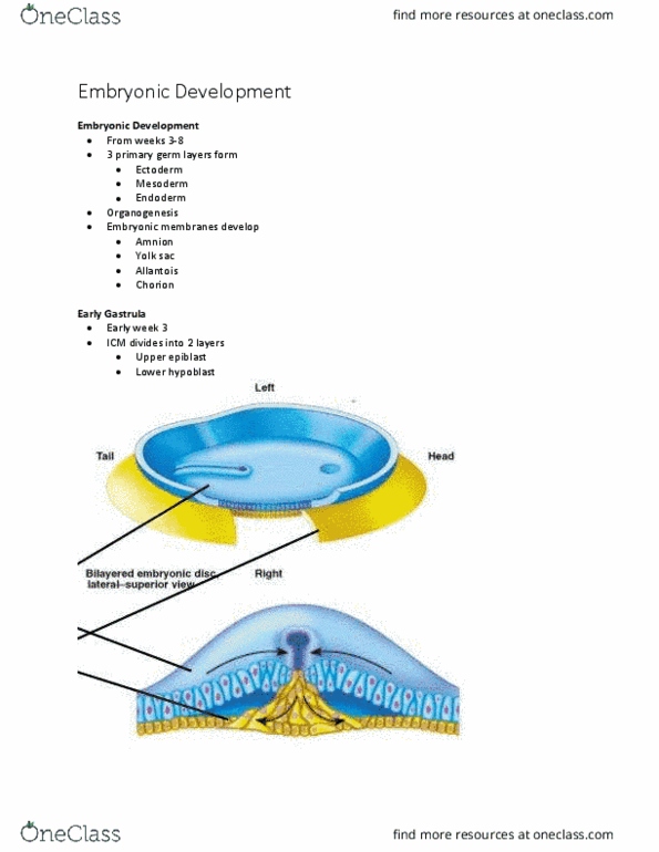 Kinesiology 3222A/B Lecture Notes - Lecture 28: Nipple, Splanchnic, Dermis thumbnail