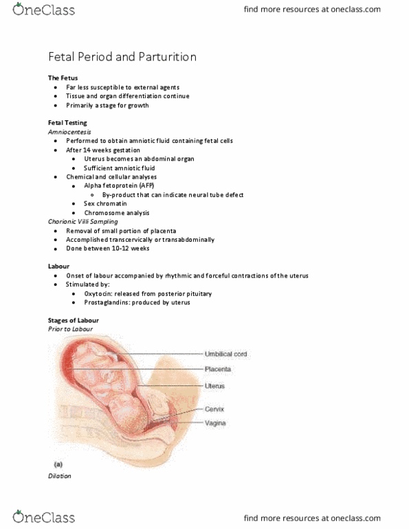 Kinesiology 3222A/B Lecture Notes - Lecture 29: Ductus Arteriosus, Hypothalamus, Aorta thumbnail