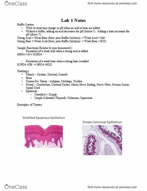 KINE 305 Lecture Notes - Lecture 1: Histology, Cerebellum, Cartilage thumbnail