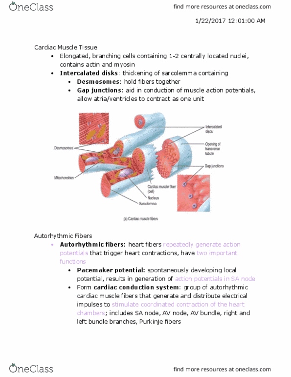 KINESIOL 1AA3 Lecture Notes - Lecture 2: Heart Valve, Interatrial Septum, Interventricular Septum thumbnail