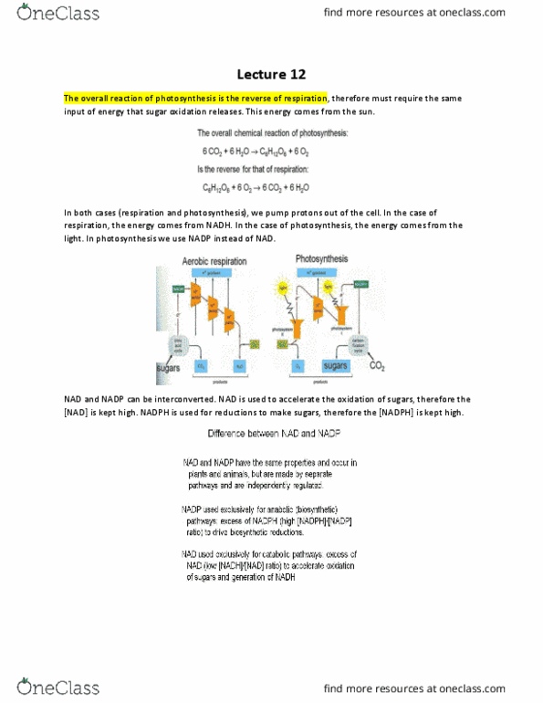 BIOL 112 Lecture Notes - Lecture 12: P700, Photosynthetic Reaction Centre, Photophosphorylation thumbnail