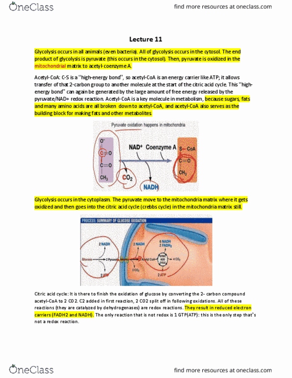 BIOL 112 Lecture Notes - Lecture 11: Glycogen, Ion Channel, Salami thumbnail