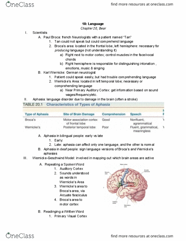 01:146:295 Lecture Notes - Lecture 18: Developmental Coordination Disorder, Corpus Callosum, Angular Gyrus thumbnail