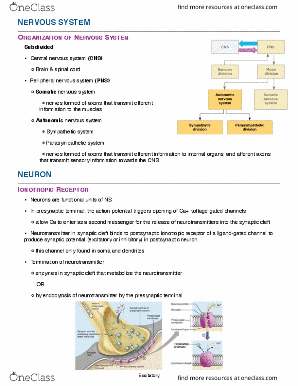 ANP 1106 Lecture Notes - Lecture 15: Insular Cortex, Epiglottis, Soft Palate thumbnail