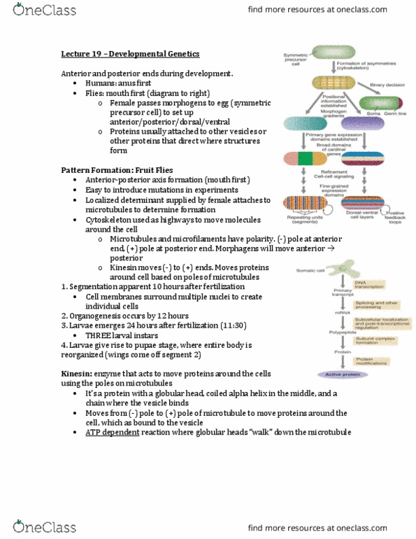 BIOL 401 Lecture Notes - Lecture 18: Signal Transduction, Gap Gene, Clavicle thumbnail
