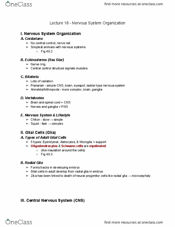 01:119:116 Lecture Notes - Lecture 18: Metencephalon, Autonomic Nervous System, Brainstem thumbnail