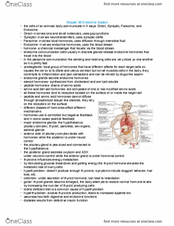 BIOL 1002 Lecture Notes - Lecture 17: Hyperthyroidism, Adrenal Medulla, Diabetes Mellitus Type 2 thumbnail
