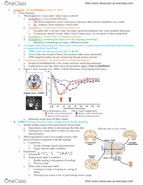 PSC 131 Lecture Notes - Lecture 6: Tactile Signing, Neuroimaging, Occipital Lobe thumbnail