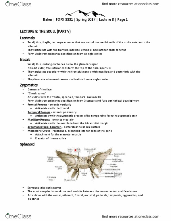 FORS 3331 Lecture Notes - Lecture 8: Foramen Rotundum, Temporal Muscle, Trigeminal Nerve thumbnail
