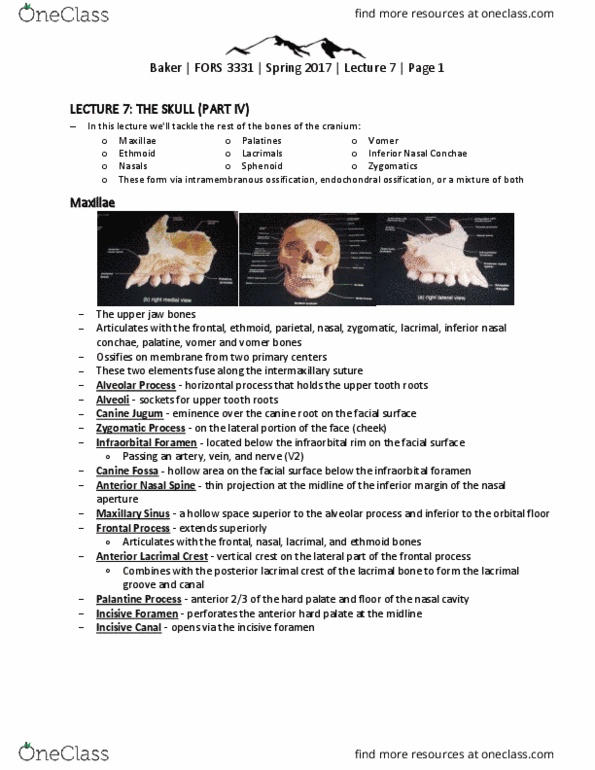 FORS 3331 Lecture Notes - Lecture 7: Palatine Uvula, Endocranium, Cribriform Plate thumbnail