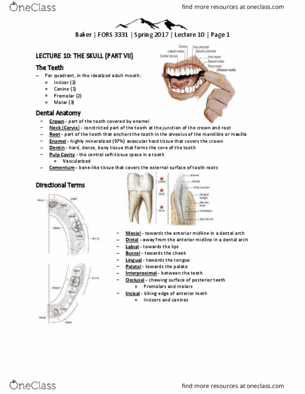 FORS 3331 Lecture Notes - Lecture 10: Dental Arch, Cementum, Incisor thumbnail