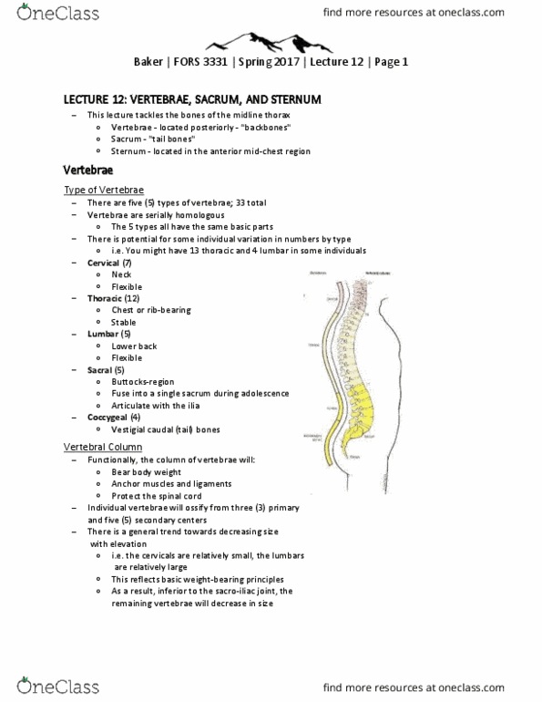 FORS 3331 Lecture Notes - Lecture 12: Pelvic Floor, Scapula, Clavicle thumbnail