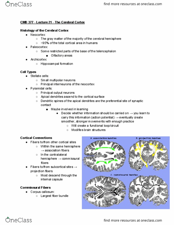 CMD 377 Lecture Notes - Lecture 21: Hemianopsia, Spasticity, Lesion thumbnail