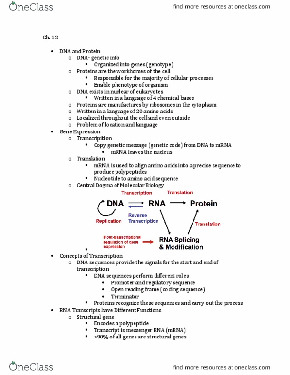 BIO-2400 Lecture Notes - Lecture 12: Sigma Factor, Uracil, Hydrogen Bond thumbnail