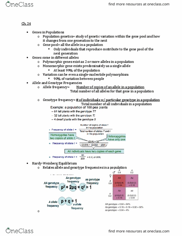 BIO-2400 Lecture Notes - Lecture 24: Outcrossing, Genetic Drift, Panmixia thumbnail