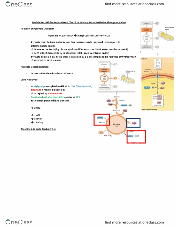 BI110 Lecture Notes - Lecture 18: Fumaric Acid, Endergonic Reaction, Flavin Mononucleotide thumbnail