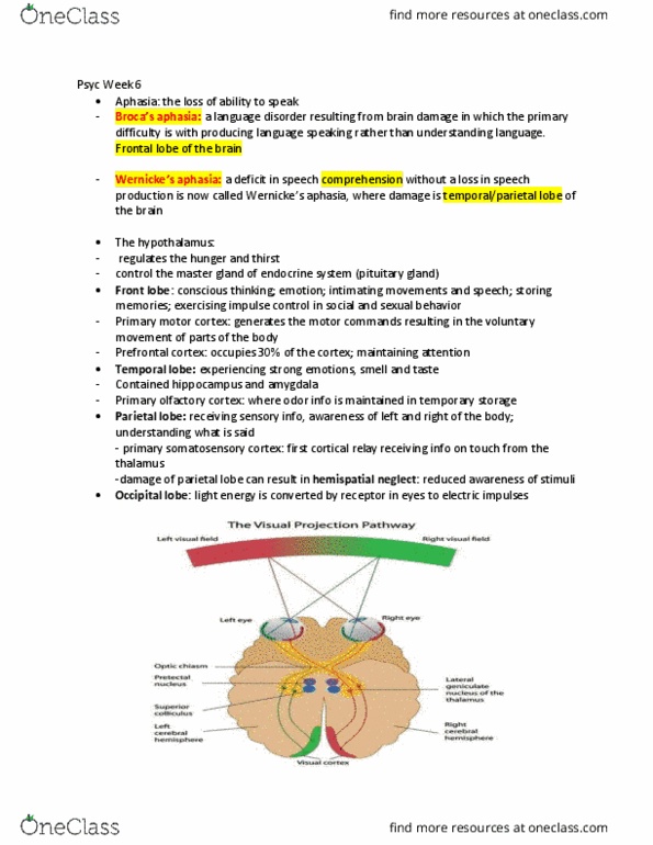 PSYC 100 Lecture Notes - Lecture 6: Corpus Callosum, Brainstem, Neuroplasticity thumbnail