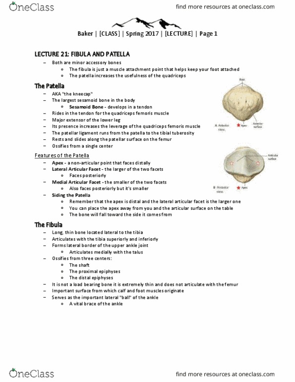 FORS 3331 Lecture Notes - Lecture 21: Foramen, Anatomical Terms Of Motion, Fibrous Joint thumbnail