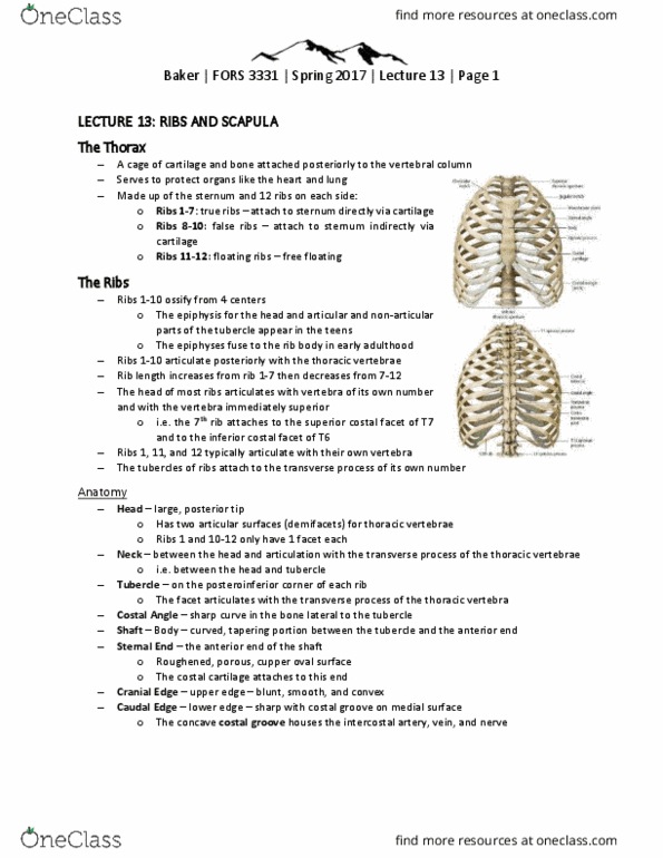 FORS 3331 Lecture Notes - Lecture 13: Subscapularis Muscle, Anatomical Terms Of Motion, Biceps thumbnail