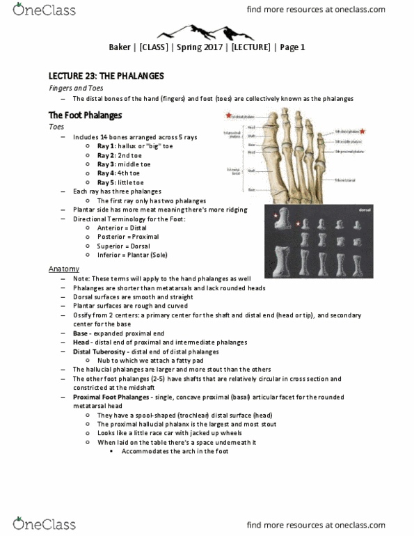 FORS 3331 Lecture Notes - Lecture 23: Metacarpal Bones, Ulnar Nerve, Phalanx Bone thumbnail