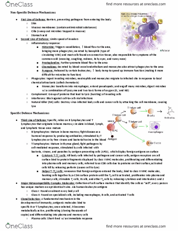 NSCI 1413 Lecture Notes - Lecture 13: Myelin, Immunoglobulin G, Retrovirus thumbnail