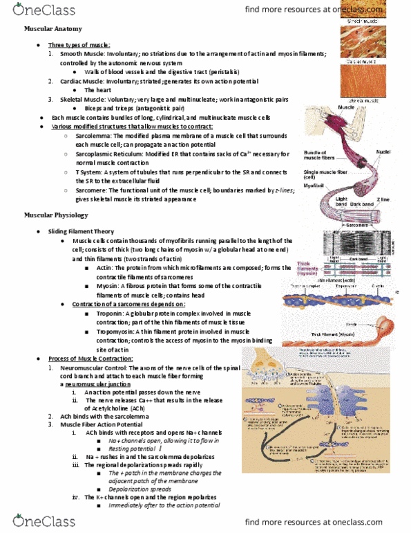 NSCI 1413 Lecture Notes - Lecture 11: Tetanus, Acetylcholine, Endoplasmic Reticulum thumbnail