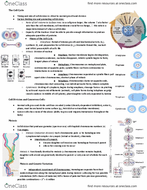 NSCI 1413 Lecture Notes - Lecture 10: Synaptonemal Complex, Cytokinesis, Metaphase thumbnail