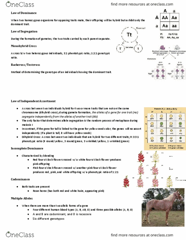 NSCI 1413 Lecture Notes - Lecture 12: Polyploid, Iron Overload, Polycystic Kidney Disease thumbnail