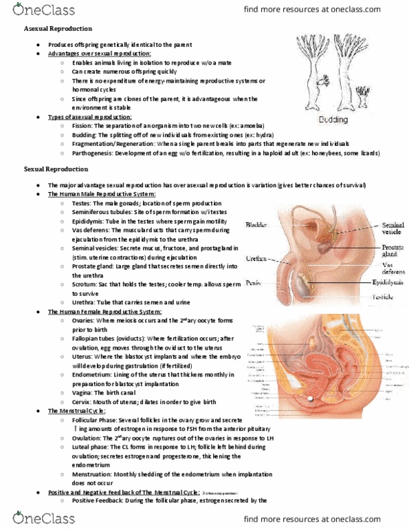 NSCI 1413 Lecture Notes - Lecture 1: Mesoglea, Cervix, Parthenogenesis thumbnail