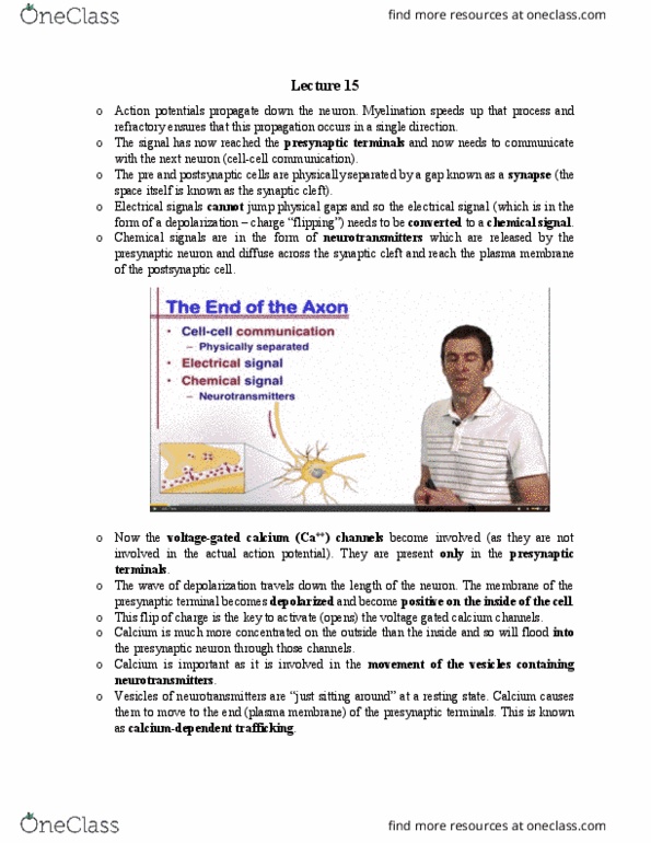 BIOL 1030 Lecture Notes - Lecture 15: Excitatory Postsynaptic Potential, Inhibitory Postsynaptic Potential, Chemical Synapse thumbnail