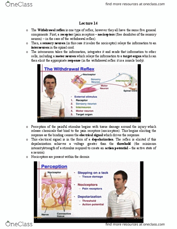 BIOL 1030 Lecture Notes - Lecture 14: Threshold Voltage, Withdrawal Reflex, Nociceptor thumbnail