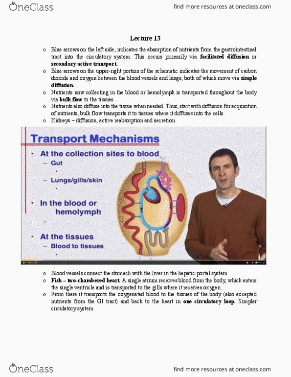 BIOL 1030 Lecture Notes - Lecture 13: Pulmonary Circulation, Active Transport, Facilitated Diffusion thumbnail