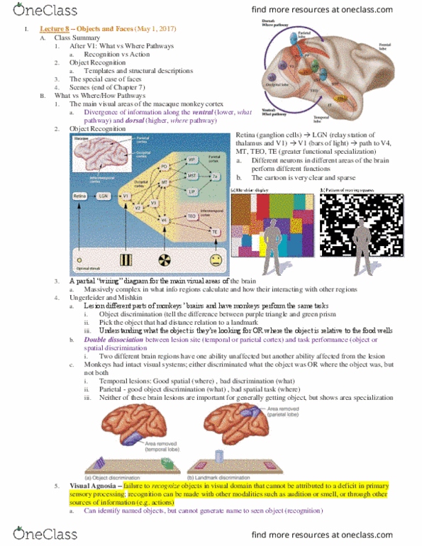 PSC 131 Lecture Notes - Lecture 8: Parahippocampal Gyrus, Fusiform Face Area, Purple Triangle thumbnail