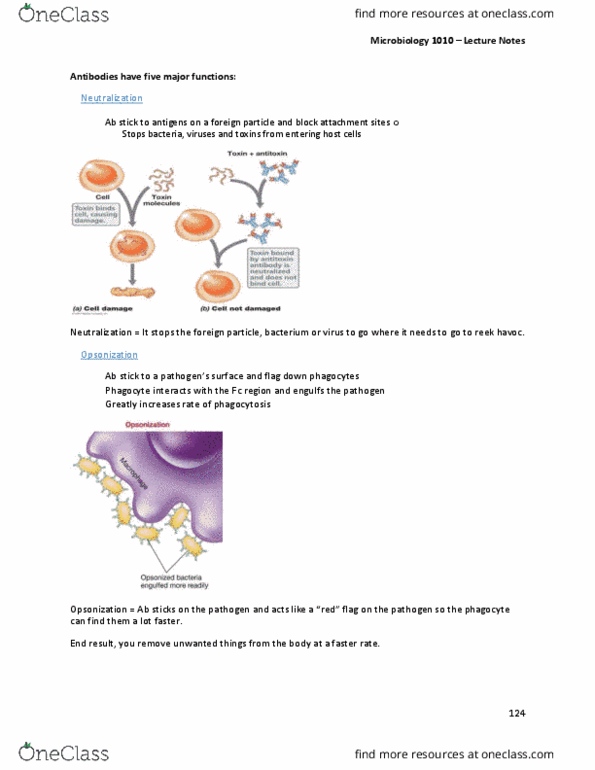 MBIO 1010 Lecture Notes - Lecture 23: Fragment Crystallizable Region, Eosinophil, Immunoglobulin E thumbnail